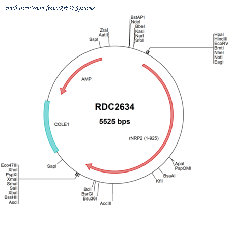 R&D Systems RDC2634 image 1