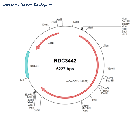R&D Systems RDC3442 image 1