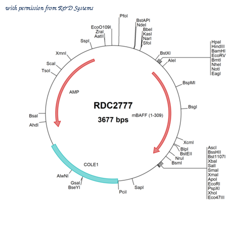R&D Systems RDC2777 image 1