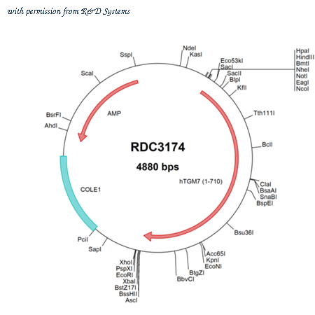 R&D Systems RDC3174 image 1