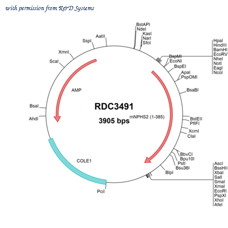 R&D Systems RDC3491 image 1