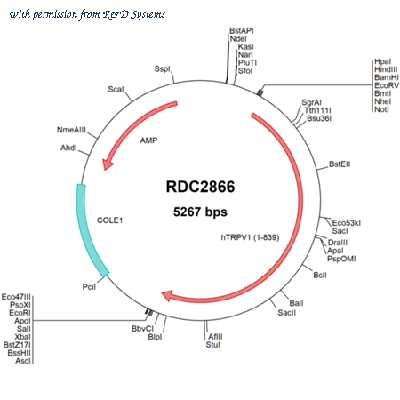 R&D Systems RDC2866 image 1