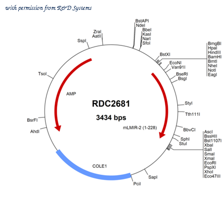 R&D Systems RDC2681 image 1