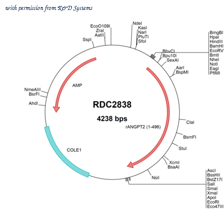 R&D Systems RDC2838 image 1