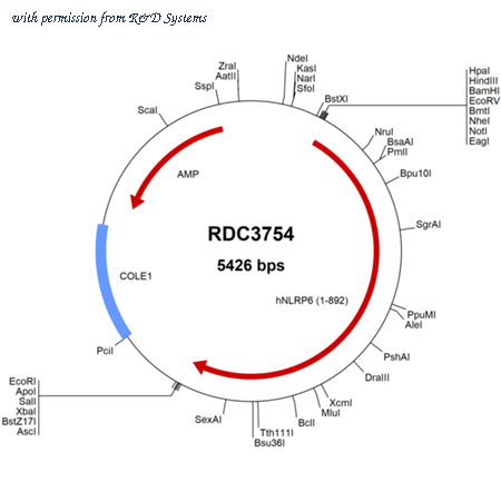 R&D Systems RDC3754 image 1