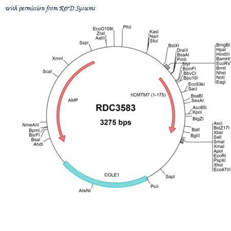R&D Systems RDC3583 image 1