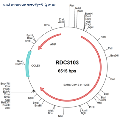 R&D Systems RDC3103 image 1