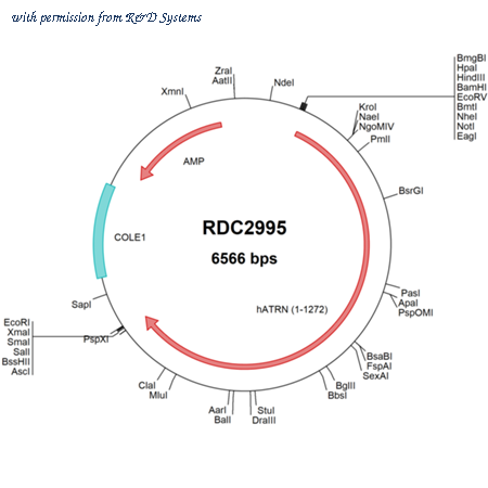 R&D Systems RDC2995 image 1