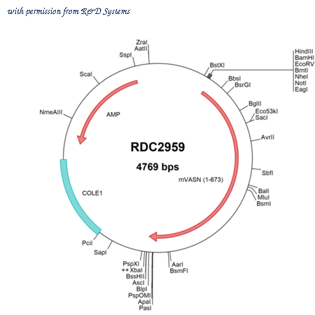 R&D Systems RDC2959 image 1