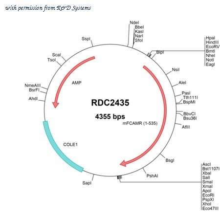 R&D Systems RDC2435 image 1