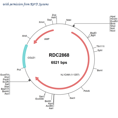 R&D Systems RDC2868 image 1
