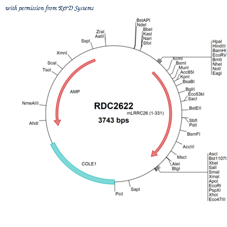 R&D Systems RDC2622 image 1