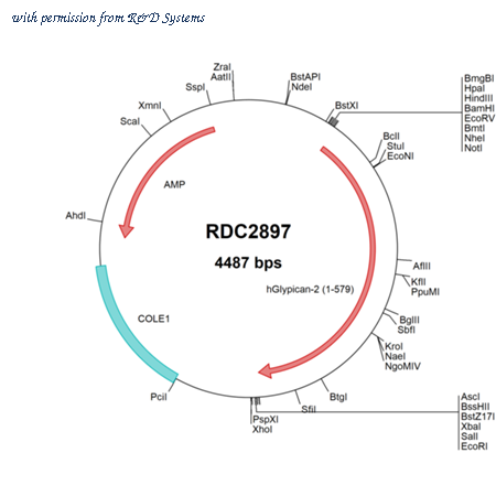 R&D Systems RDC2897 image 1