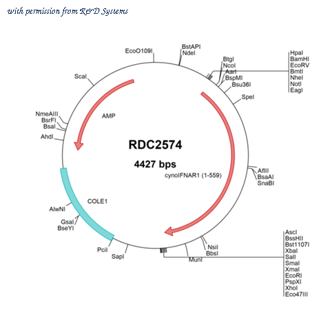 R&D Systems RDC2574 image 1