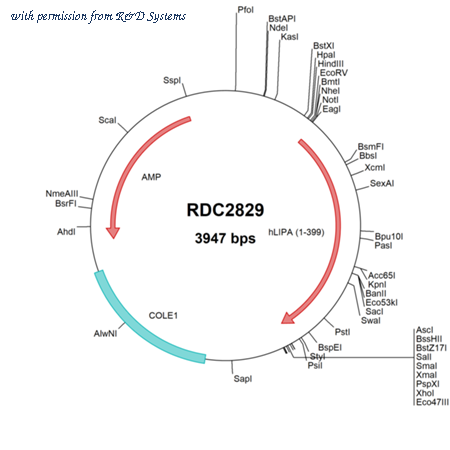 R&D Systems RDC2829 image 1