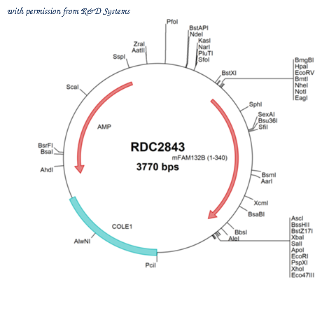 R&D Systems RDC2843 image 1