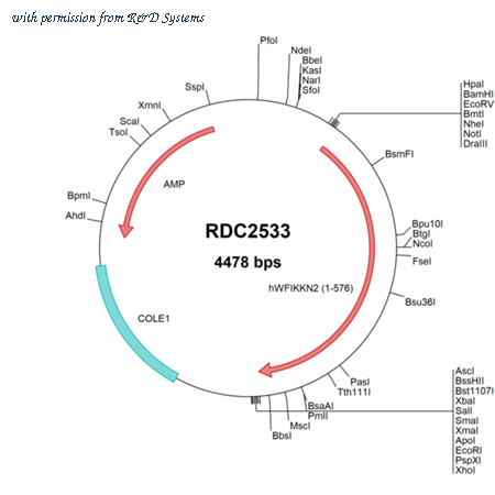 R&D Systems RDC2533 image 1