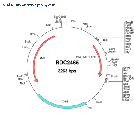 R&D Systems RDC2465 image 1