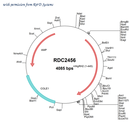 R&D Systems RDC2456 image 1
