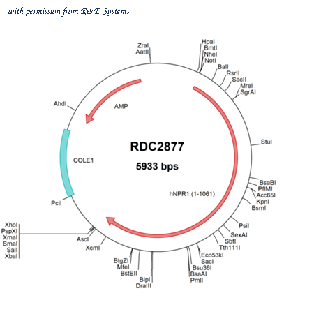 R&D Systems RDC2877 image 1