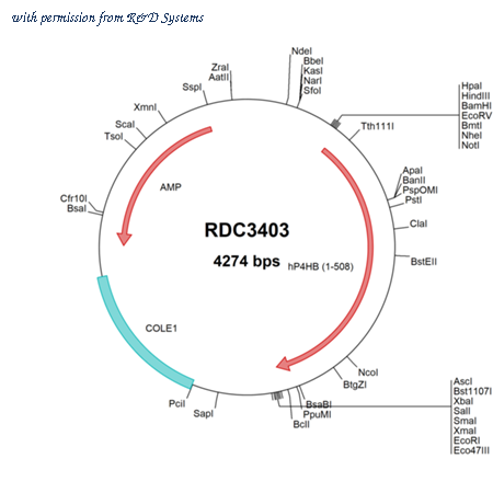 R&D Systems RDC3403 image 1
