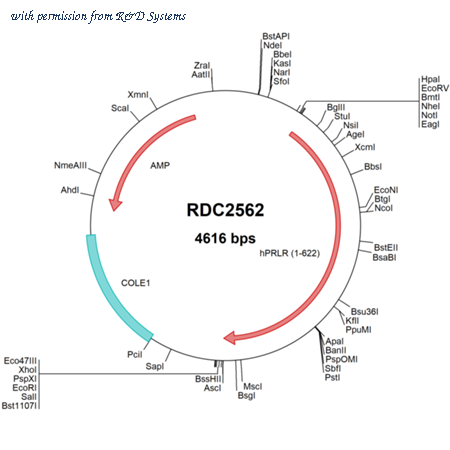 R&D Systems RDC2562 image 1