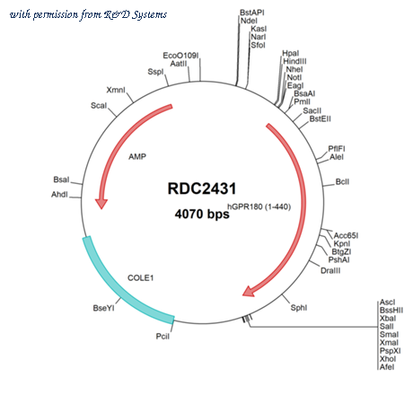 R&D Systems RDC2431 image 1