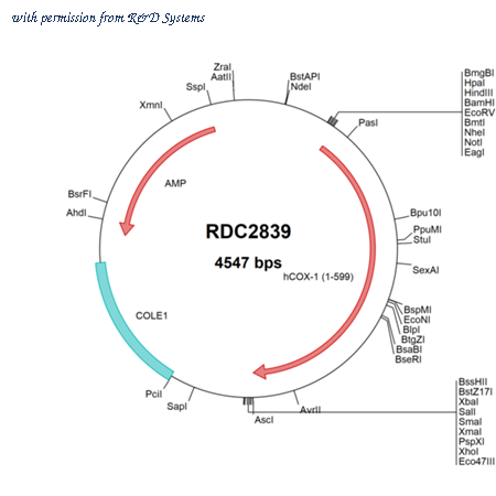 R&D Systems RDC2839 image 1