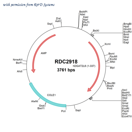 R&D Systems RDC2918 image 1