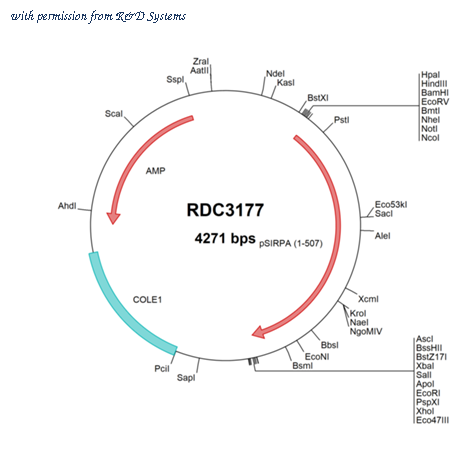 R&D Systems RDC3177 image 1