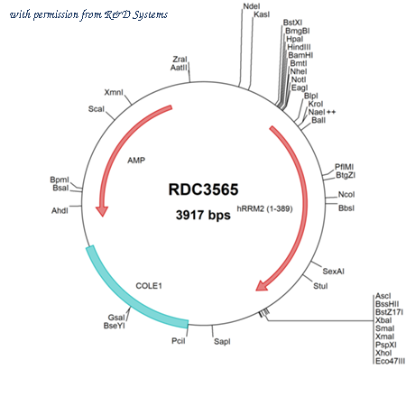 R&D Systems RDC3565 image 1