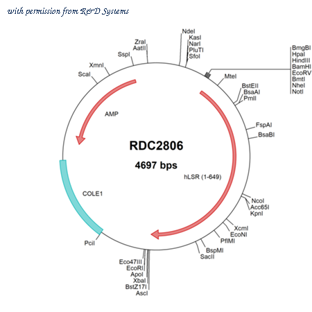 R&D Systems RDC2806 image 1