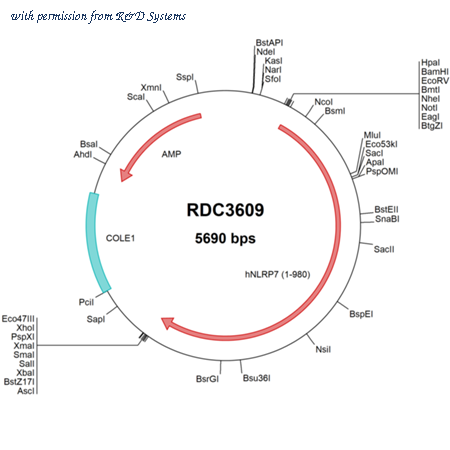 R&D Systems RDC3609 image 1