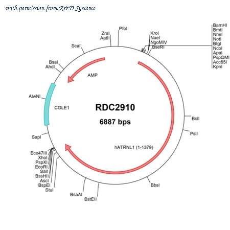 R&D Systems RDC2910 image 1