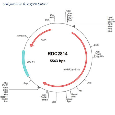 R&D Systems RDC2814 image 1