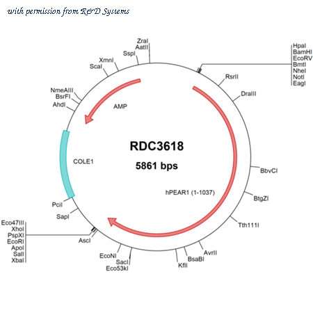 R&D Systems RDC3618 image 1