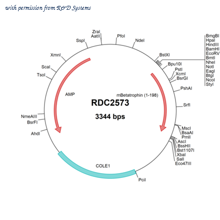 R&D Systems RDC2573 image 1