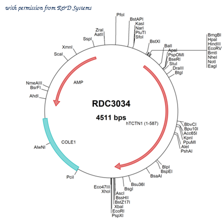R&D Systems RDC3034 image 1