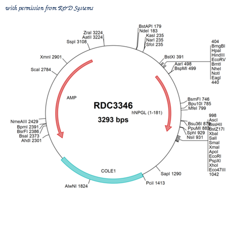 R&D Systems RDC3346 image 1