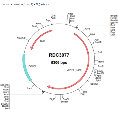 R&D Systems RDC3077 image 1