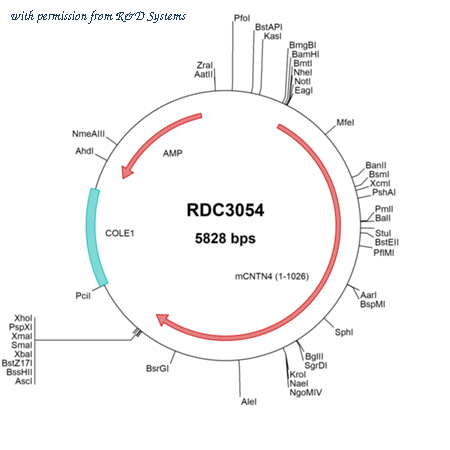 R&D Systems RDC3054 image 1