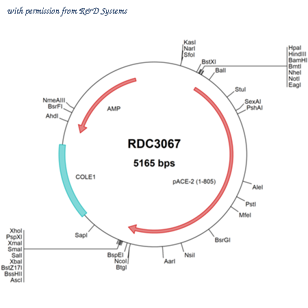 R&D Systems RDC3067 image 1