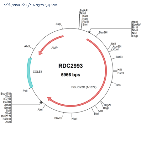 R&D Systems RDC2993 image 1