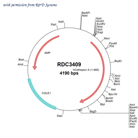 R&D Systems RDC3409 image 1