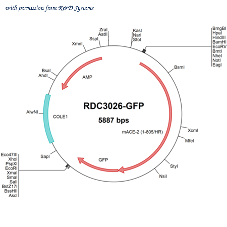 R&D Systems RDC3026-GFP image 1