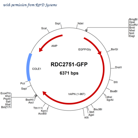 R&D Systems RDC2751-GFP image 1