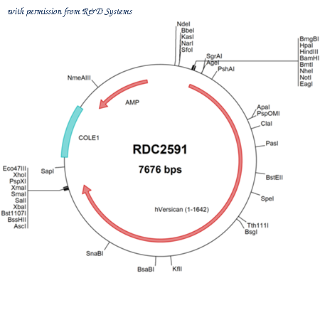R&D Systems RDC2591 image 1