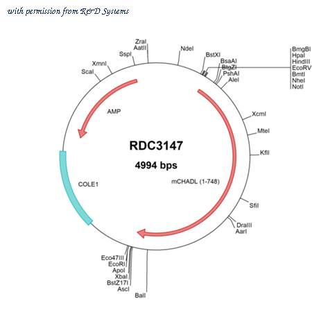 R&D Systems RDC3147 image 1