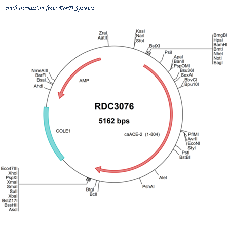 R&D Systems RDC3076 image 1