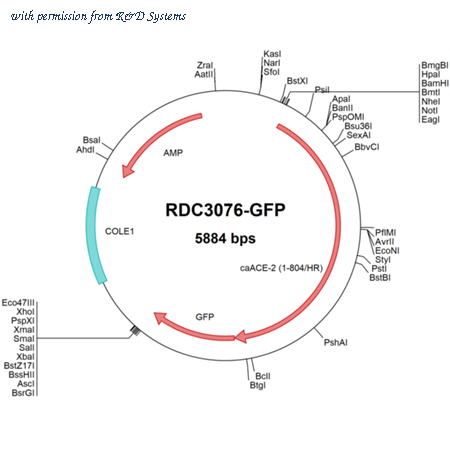 R&D Systems RDC3076-GFP image 1
